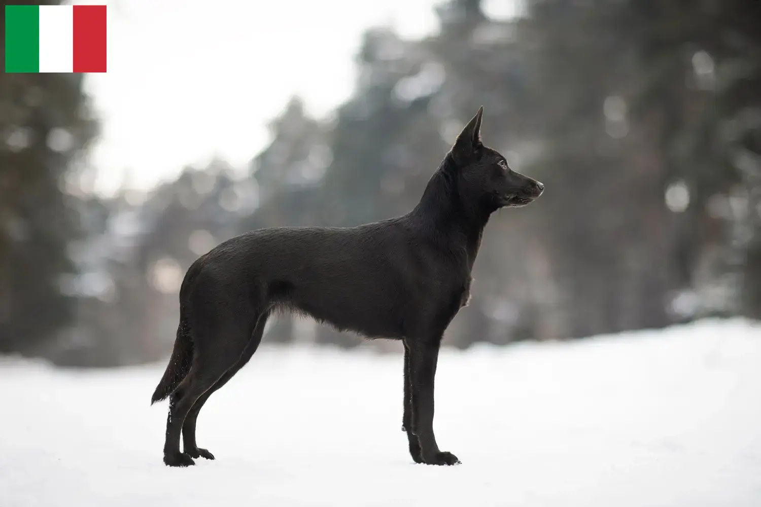 Read more about the article Australian Kelpie crescători și căței în Italia