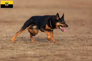 Read more about the article Australian Kelpie crescători și căței în Saxonia-Anhalt