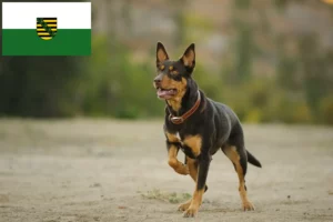 Read more about the article Australian Kelpie crescători și căței în Saxonia