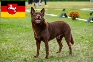 Read more about the article Australian Kelpie crescători și căței în Saxonia Inferioară