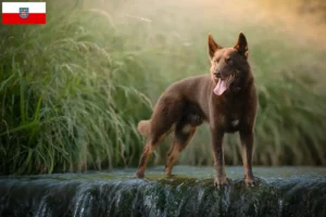 Read more about the article Australian Kelpie crescători și căței în Thuringia