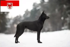Read more about the article Australian Kelpie crescători și căței în Brandenburg