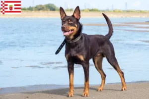 Read more about the article Australian Kelpie crescător și căței în Bremen