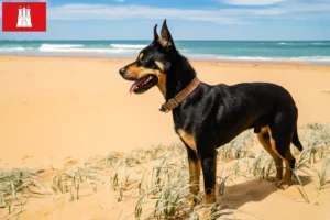 Read more about the article Australian Kelpie crescător și căței în Hamburg