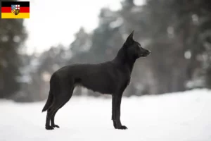 Read more about the article Australian Kelpie crescători și căței în Saarland