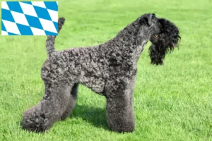 Read more about the article Kerry Blue Terrier crescători și căței în Bavaria