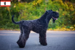 Read more about the article Kerry Blue Terrier crescători și căței în Berlin