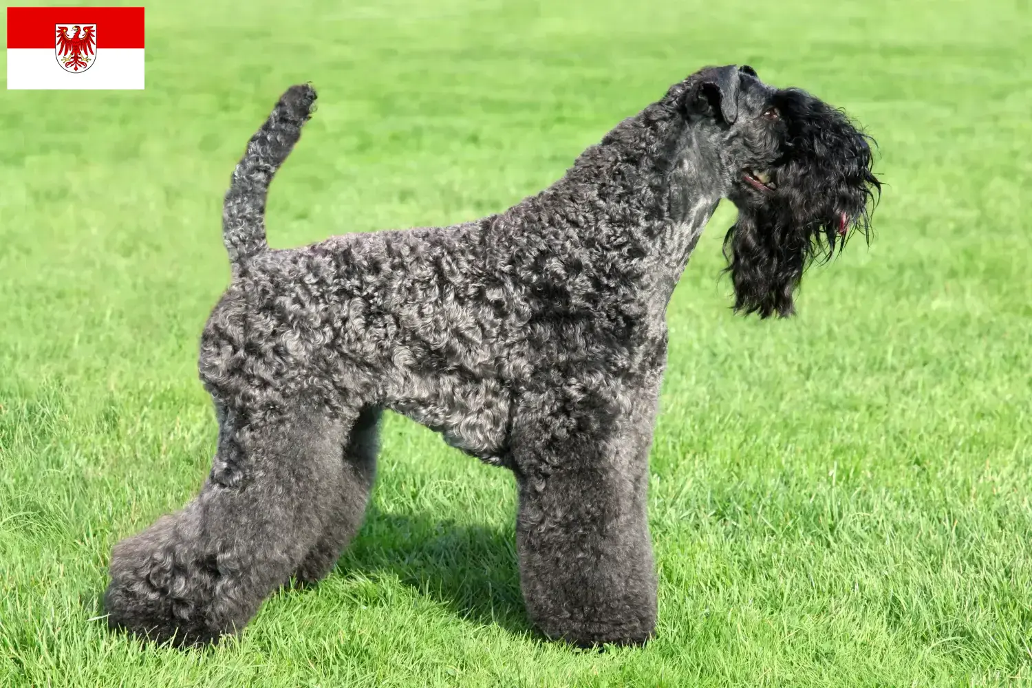 Kerry Blue Terrier căței și crescător Brandenburg Găsiți aici crescători de Kerry Blue Terrier în Brandenburg.