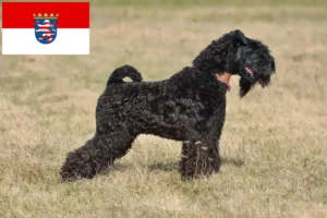 Read more about the article Kerry Blue Terrier crescători și căței în Hessen
