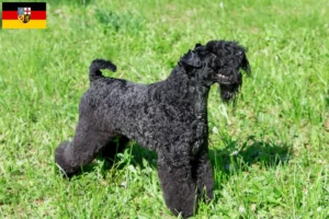 Read more about the article Kerry Blue Terrier crescători și căței în Saarland