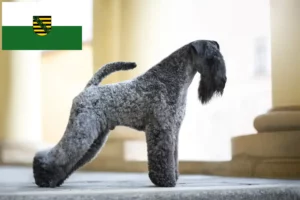 Read more about the article Kerry Blue Terrier crescători și căței în Saxonia