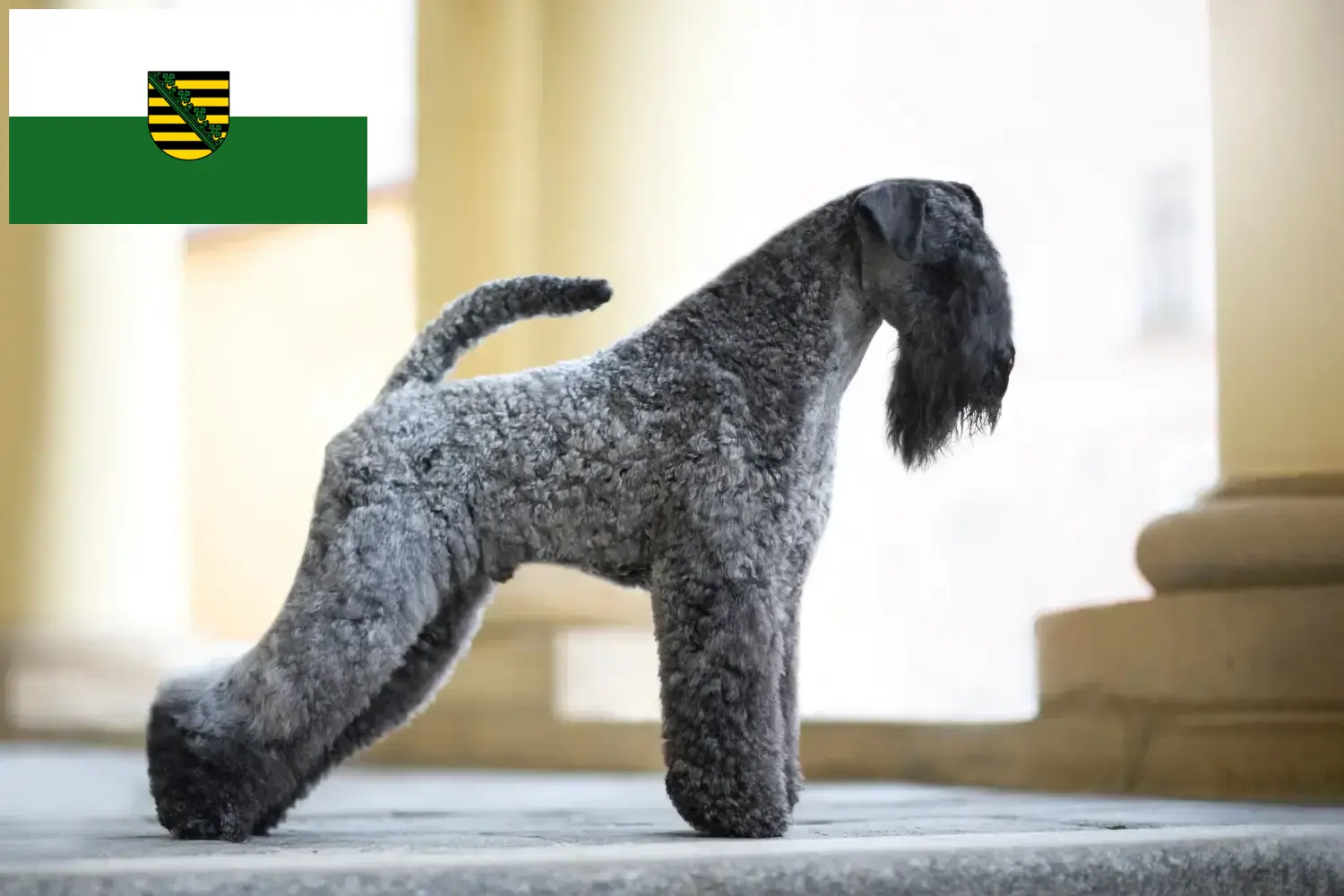 Read more about the article Kerry Blue Terrier crescători și căței în Saxonia
