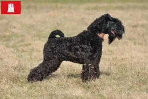 Read more about the article Kerry Blue Terrier crescător și căței în Hamburg