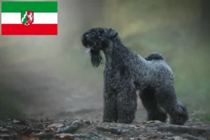 Read more about the article Kerry Blue Terrier crescători și căței în North Rhine-Westphalia