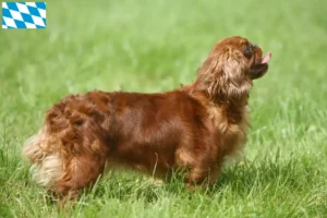 Read more about the article King Charles Spaniel crescători și căței în Bavaria