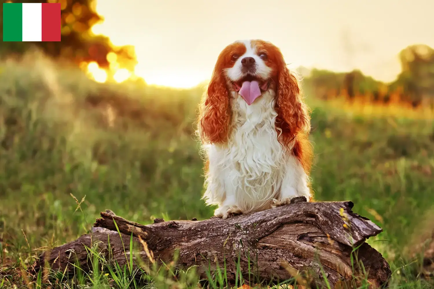 King Charles Spaniel căței și crescători Italia Aici puteți găsi crescători de King Charles Spaniel în Italia.