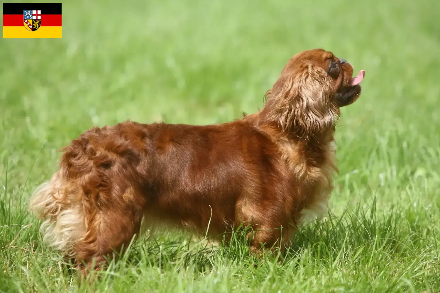 Read more about the article King Charles Spaniel crescători și căței în Saarland