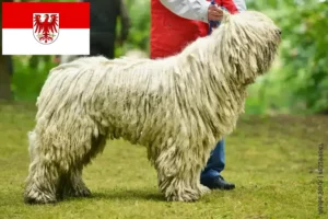 Read more about the article Crescători de Komondor și căței în Brandenburg