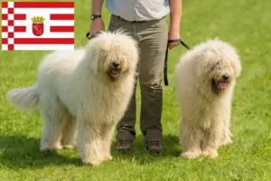 Read more about the article Komondor crescători și căței în Bremen