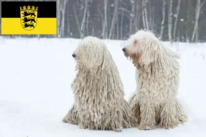 Read more about the article Komondor crescători și căței în Baden-Württemberg