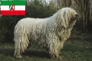 Read more about the article Komondor crescători și căței în Renania de Nord-Westfalia