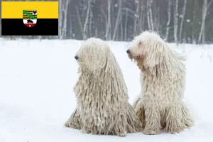 Read more about the article Komondor crescători și căței în Saxonia-Anhalt