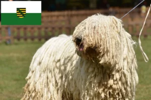 Read more about the article Crescători de Komondor și căței în Saxonia