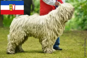 Read more about the article Crescători de Komondor și căței în Schleswig-Holstein