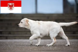 Read more about the article Labrador crescători și căței în Brandenburg