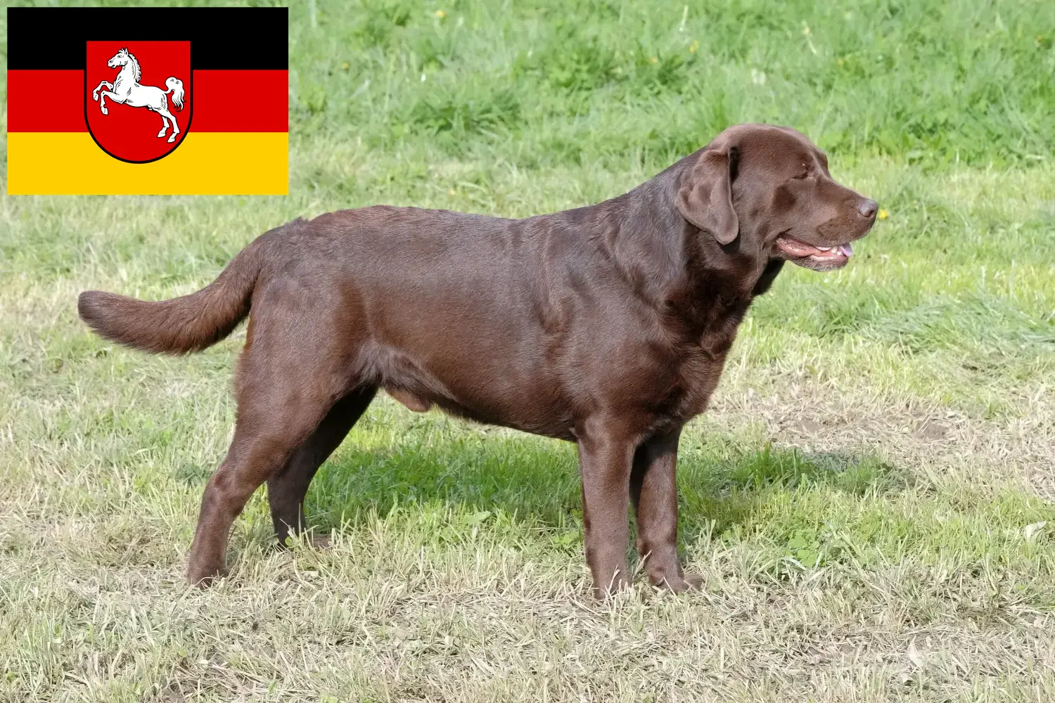 Labrador căței și crescători Saxonia Inferioară Aici puteți găsi crescători de Labrador din Saxonia Inferioară.