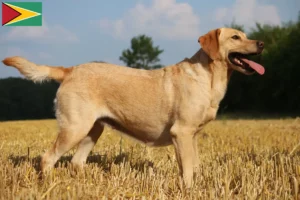 Read more about the article Labrador crescători și căței în Guyana