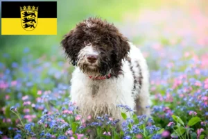 Read more about the article Lagotto Romagnolo crescători și căței în Baden-Württemberg