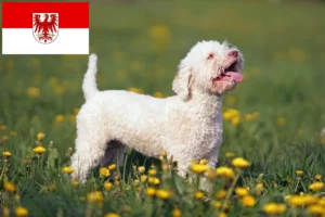 Read more about the article Lagotto Romagnolo crescători și căței în Brandenburg