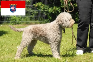 Read more about the article Lagotto Romagnolo crescători și căței în Hessen