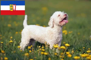 Read more about the article Lagotto Romagnolo crescători și căței în Schleswig-Holstein
