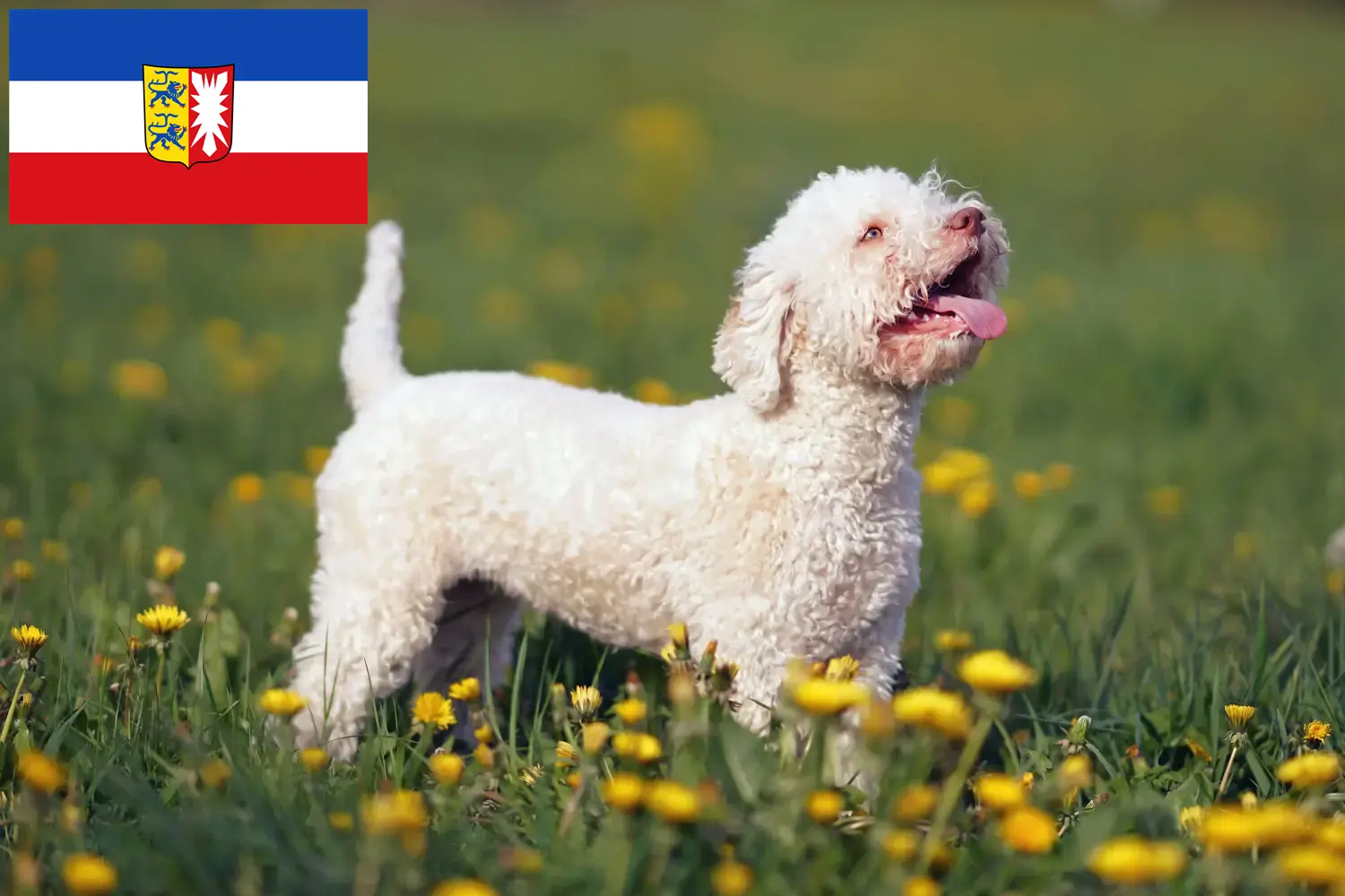 Read more about the article Lagotto Romagnolo crescători și căței în Schleswig-Holstein