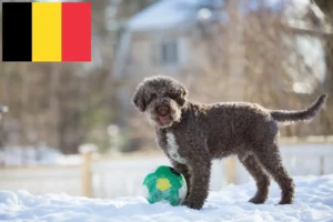 Read more about the article Lagotto Romagnolo crescători și căței în Belgia