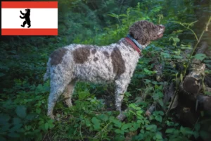 Read more about the article Lagotto Romagnolo crescători și căței în Berlin