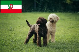 Read more about the article Lagotto Romagnolo crescători și căței în Renania de Nord-Westfalia