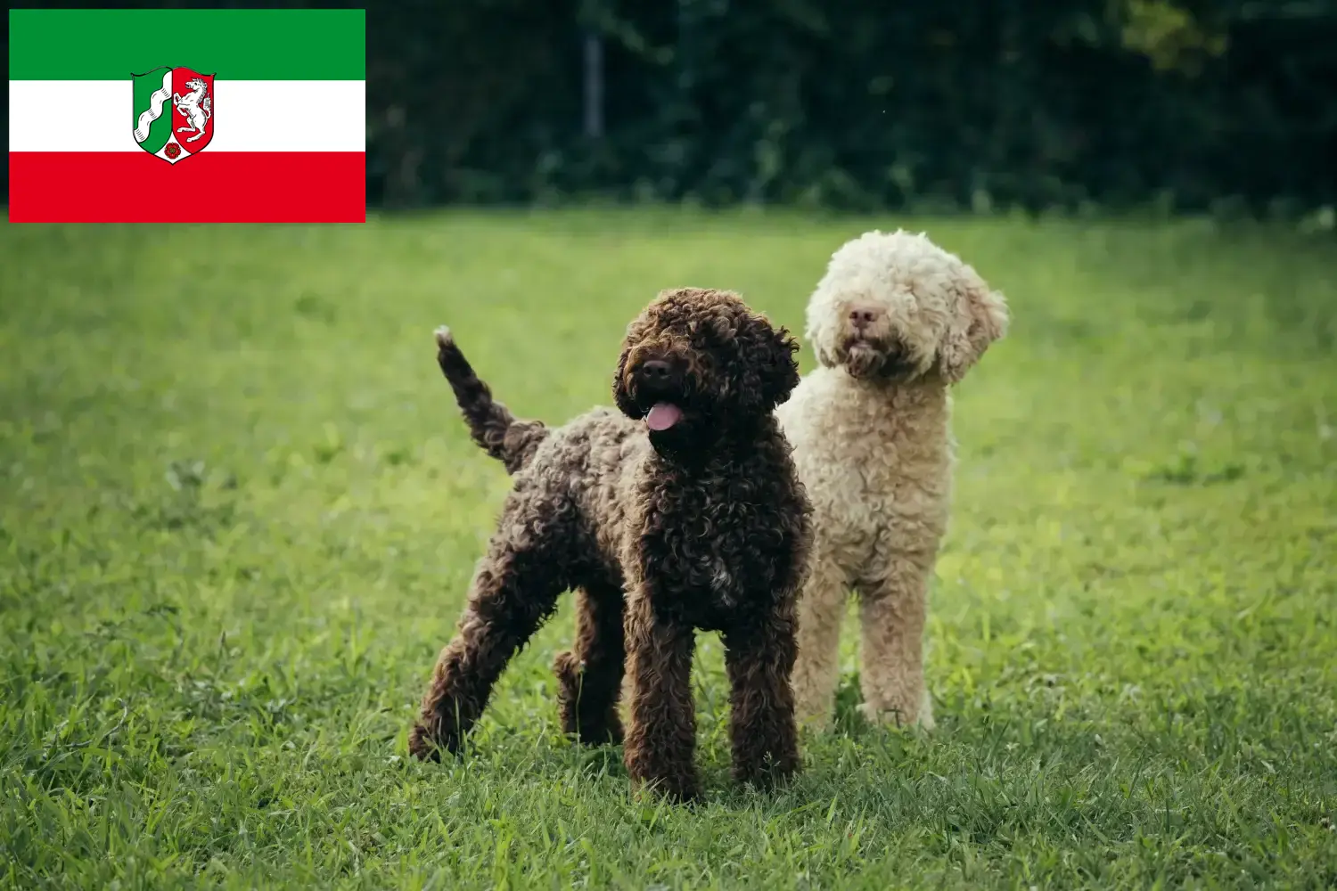 Read more about the article Lagotto Romagnolo crescători și căței în Renania de Nord-Westfalia