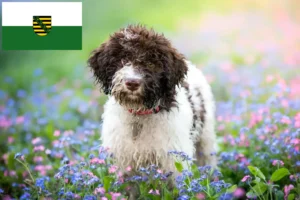 Read more about the article Lagotto Romagnolo crescători și căței în Saxonia