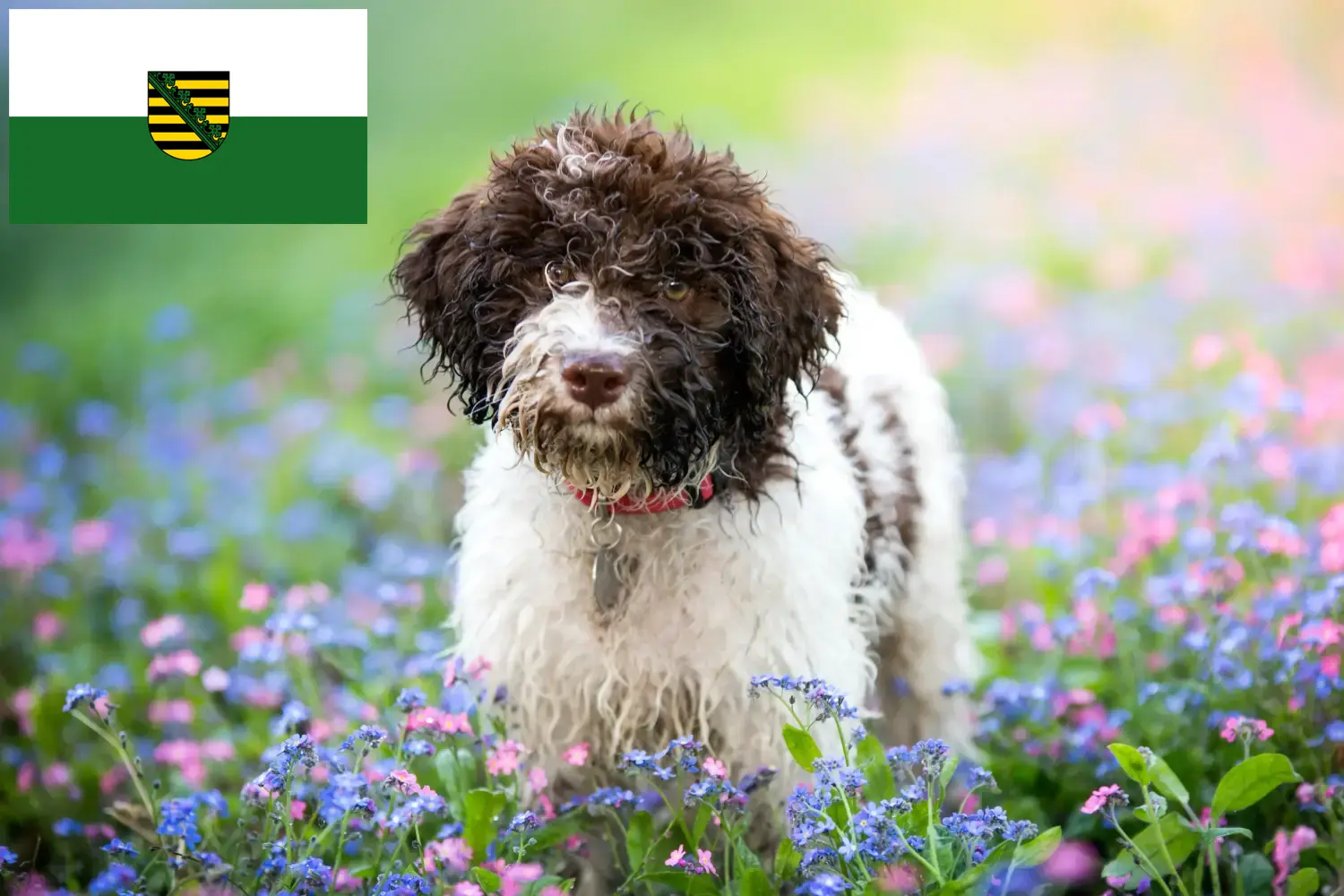 Read more about the article Lagotto Romagnolo crescători și căței în Saxonia