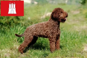 Read more about the article Lagotto Romagnolo crescători și căței în Hamburg