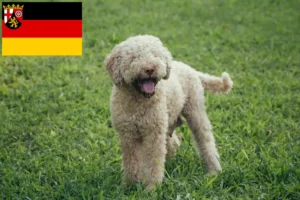 Read more about the article Lagotto Romagnolo crescători și căței în Renania-Palatinat