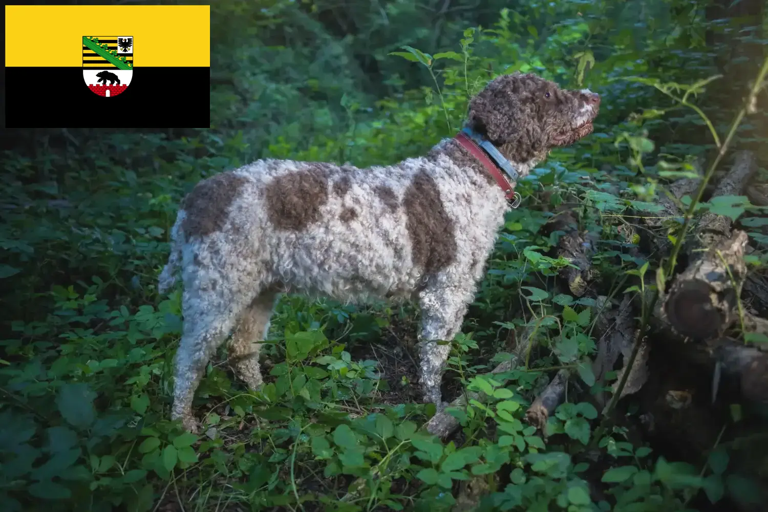 Read more about the article Lagotto Romagnolo crescători și căței în Saxonia-Anhalt