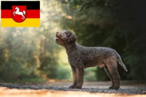 Read more about the article Lagotto Romagnolo crescători și căței în Saxonia Inferioară