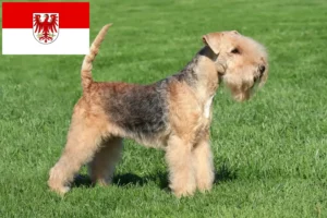 Read more about the article Lakeland Terrier crescători și căței în Brandenburg