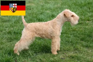 Read more about the article Lakeland Terrier crescători și căței în Saarland