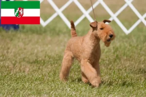 Read more about the article Lakeland Terrier crescători și căței în Renania de Nord-Westfalia