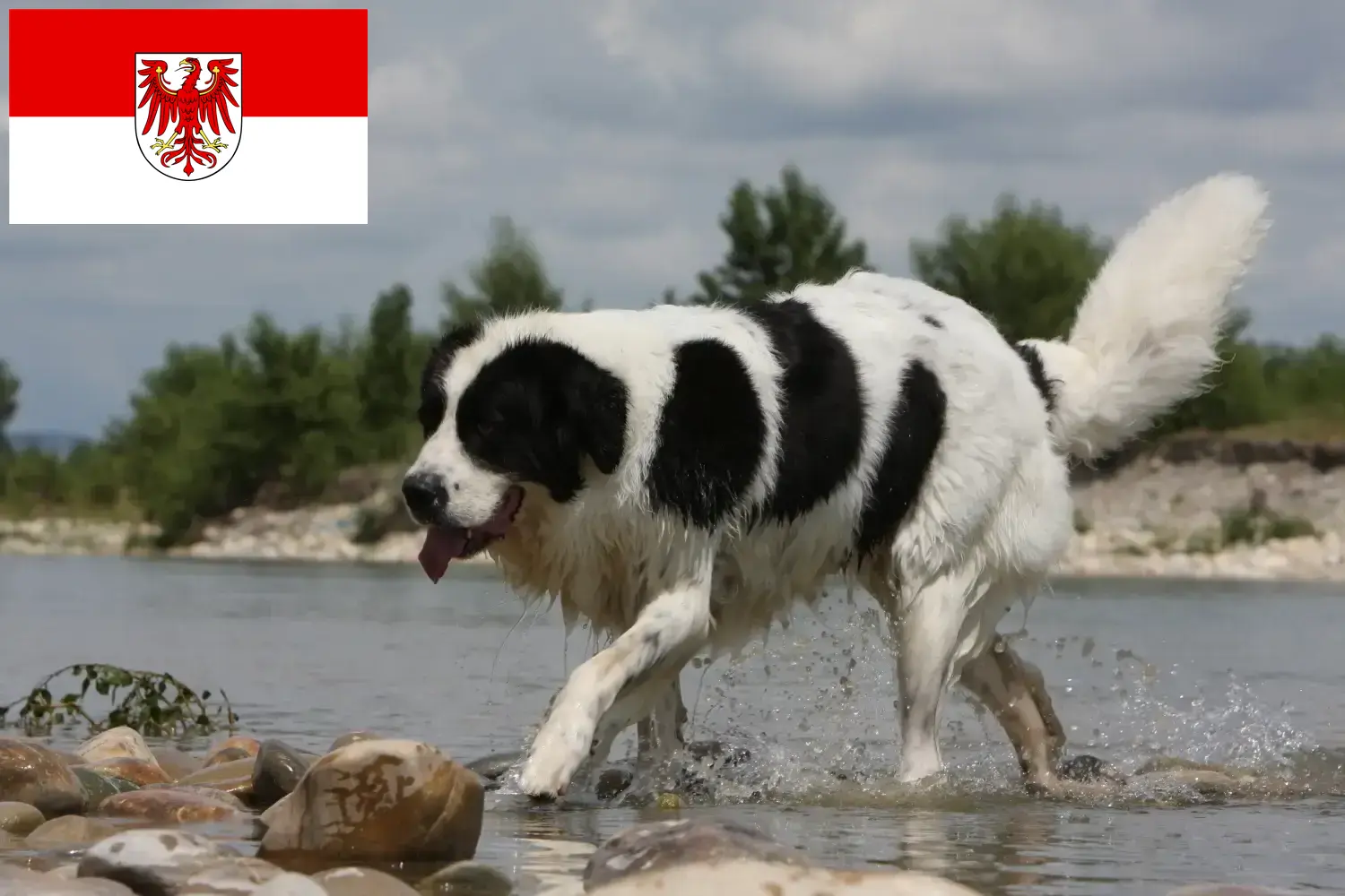 Landseer căței și crescători Brandenburg Aici puteți găsi crescători de Landseer în Brandenburg.